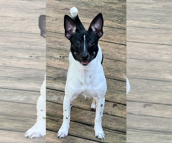 Medium Photo #2 Rat-Cha Puppy For Sale in Texarkana, TX, USA