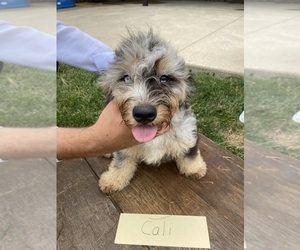 Miniature Bernedoodle Puppy for sale in GRABILL, IN, USA