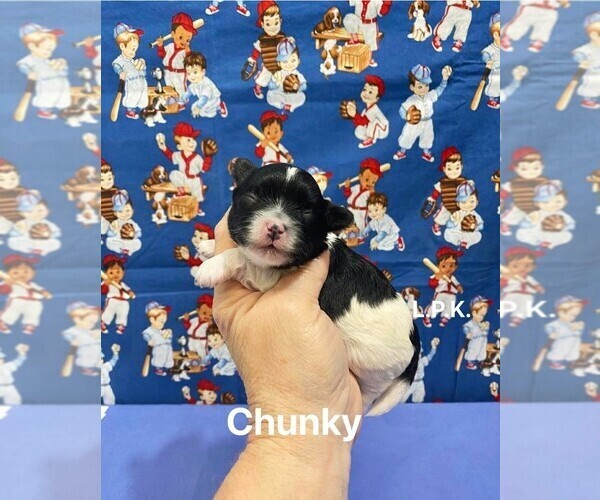 Medium Photo #1 Maltipoo (Toy) Puppy For Sale in WINNSBORO, LA, USA