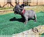 Small #2 French Bulldog