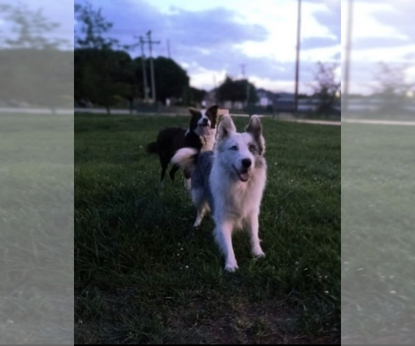 Medium Photo #1 Border Collie Puppy For Sale in NEWPORT BEACH, CA, USA