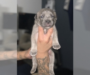 Cane Corso Puppy for sale in MORENO VALLEY, CA, USA