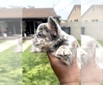 Small Photo #16 French Bulldog Puppy For Sale in NEW ORLEANS, LA, USA
