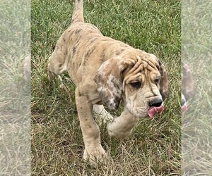 Great Dane Puppy for sale in WHITE CITY, KS, USA