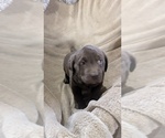 Puppy Harper Labrador Retriever