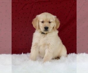 Golden Retriever Puppy for sale in FREDERICKSBURG, OH, USA