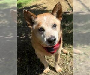 Mutt Dogs for adoption in Tulsa, OK, USA