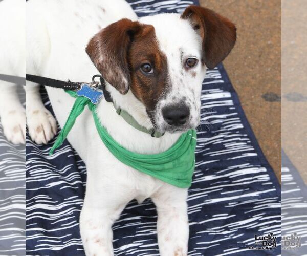 Medium Photo #5 Labrador Retriever-Unknown Mix Puppy For Sale in Washington, DC, USA