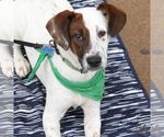 Small #4 Labrador Retriever Mix