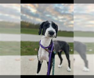 Portuguese Water Dog Dogs for adoption in Vaughan, Ontario, Canada