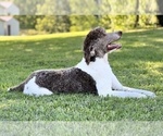 Small Photo #17 Poodle (Standard) Puppy For Sale in BURNS, TN, USA