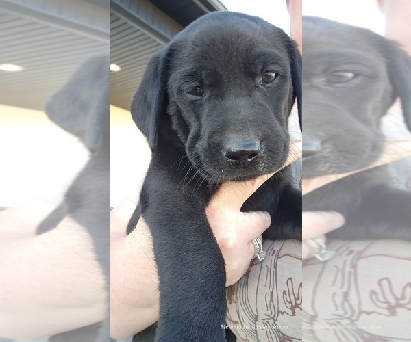 Medium Photo #4 Labrador Retriever Puppy For Sale in RIGBY, ID, USA