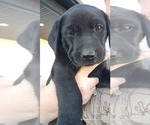 Small #3 Labrador Retriever