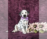 Small Photo #3 Dalmatian Puppy For Sale in QUARRYVILLE, PA, USA