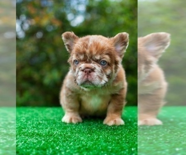 Medium Photo #2 French Bulldog Puppy For Sale in CHICAGO, IL, USA