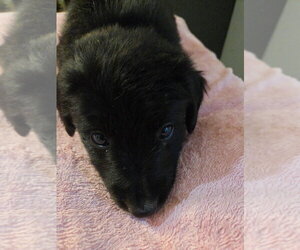 Golden Retriever-Unknown Mix Dogs for adoption in Palatine/Kildeer/Buffalo grove, IL, USA