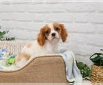 Small #5 Cavalier King Charles Spaniel