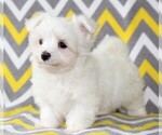 Small #1 Maltese