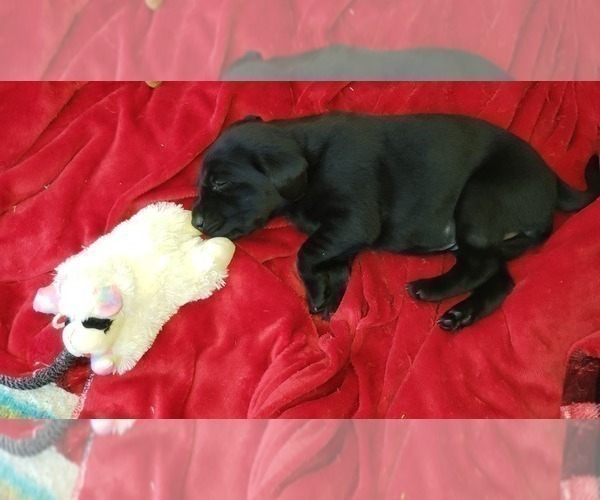 Medium Photo #14 Labrador Retriever Puppy For Sale in WOODLAND, WA, USA