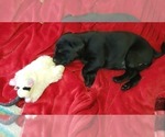 Small Photo #14 Labrador Retriever Puppy For Sale in WOODLAND, WA, USA