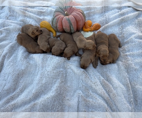 Medium Photo #12 Golden Retriever Puppy For Sale in GARDNERVILLE, NV, USA