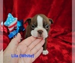 Puppy SOLD Lila white Boston Terrier