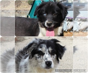 Australian Shepherd Puppy for Sale in ACTON, California USA