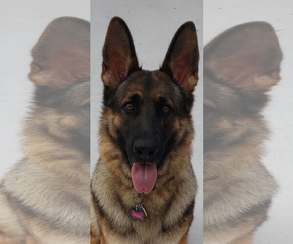 Medium Photo #2 German Shepherd Dog Puppy For Sale in Miami, FL, USA