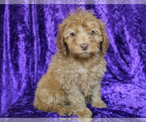 Goldendoodle (Miniature) Puppy for sale in BLOOMINGTON, IN, USA