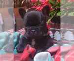 Small Photo #15 French Bulldog Puppy For Sale in SAINT MATTHEWS, SC, USA