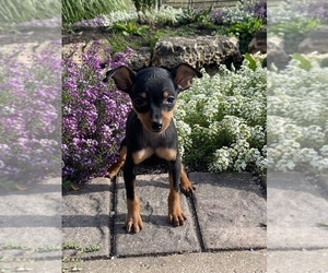 Miniature Pinscher Puppy for sale in CANOGA, NY, USA