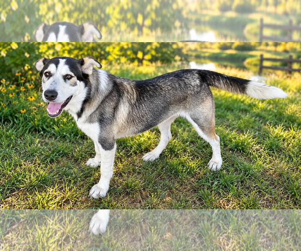 Medium Photo #2 Siberian Husky-Unknown Mix Puppy For Sale in The Woodlands, TX, USA
