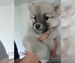 Small Photo #53 Pomsky Puppy For Sale in LOVELAND, CO, USA