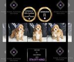 Small #1 Maltipoo