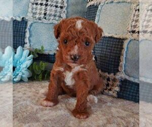 Poodle (Toy) Puppy for sale in ARTHUR, IL, USA