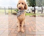 Small Photo #1 Labradoodle Puppy For Sale in MONROE, LA, USA