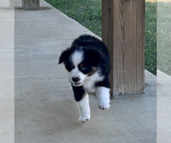 Medium Photo #15 Miniature Australian Shepherd Puppy For Sale in CANTON, TX, USA