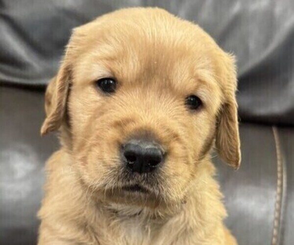 Medium Photo #5 Golden Retriever Puppy For Sale in COEUR D ALENE, ID, USA