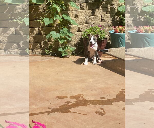 Medium Photo #3 American Pit Bull Terrier-Staffordshire Bull Terrier Mix Puppy For Sale in Ball Ground, GA, USA