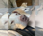 Small #2 Labrador Retriever-Staffordshire Bull Terrier Mix