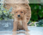 Small Photo #36 Golden Retriever Puppy For Sale in WOLCOTTVILLE, IN, USA