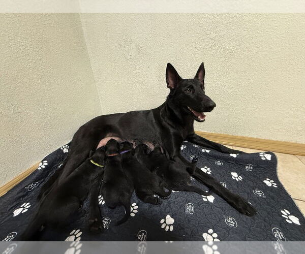 Medium Photo #4 Mutt Puppy For Sale in Imlay City, MI, USA