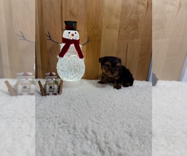 Medium Photo #1 Yorkshire Terrier Puppy For Sale in MUNFORDVILLE, KY, USA