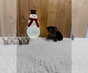 Medium Yorkshire Terrier