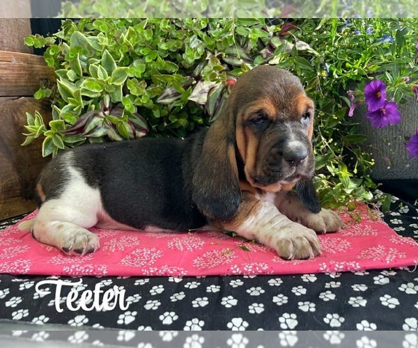 Medium Photo #3 Basset Hound Puppy For Sale in COLUMBIA CROSS ROADS, PA, USA