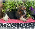 Small #2 Basset Hound
