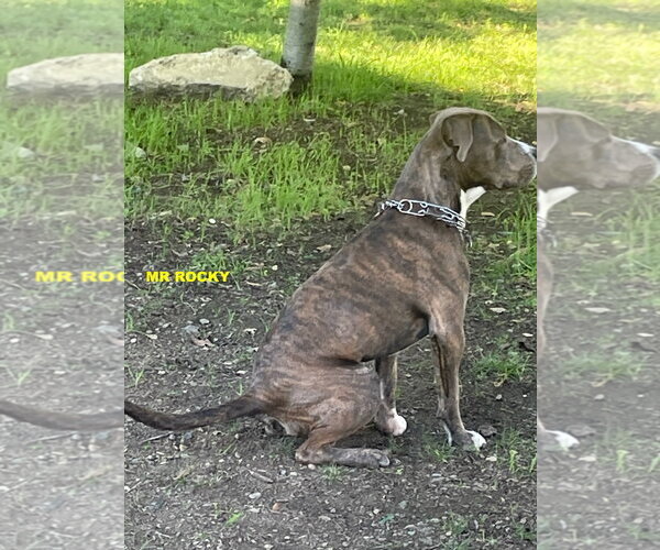 Medium Photo #2 Mutt Puppy For Sale in Woodland Hills, CA, USA