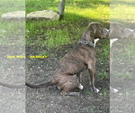 Small #1 Mutt