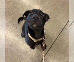 Small #11 Labrador Retriever Mix