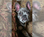 Small Photo #30 French Bulldog Puppy For Sale in BUSHKILL, PA, USA